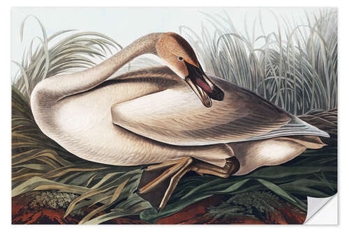 Självhäftande poster Trumpeter swan in the nest