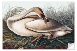 Selvklebende plakat Trumpeter swan in the nest