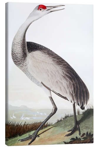 Canvas print Canada crane