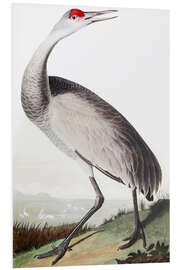 Foam board print Canada crane