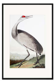 Gerahmter Kunstdruck Kanadakranich