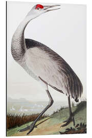 Magnettafel Kanadakranich