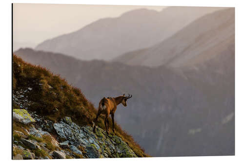 Aluminiumtavla Chamois in the Tatra Mountains