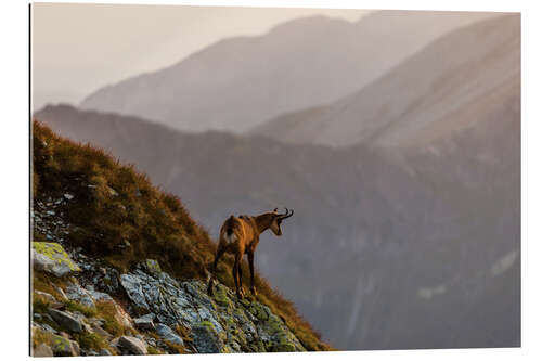 Gallery Print Gämse in der Tatra