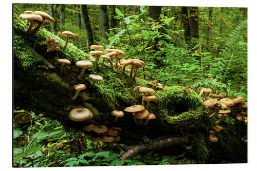 Alubild Hallimasche, Białowieża-Urwald