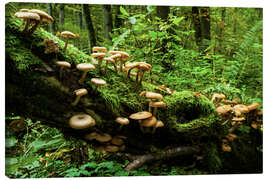 Leinwandbild Hallimasche, Białowieża-Urwald