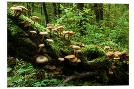 Foam board print Hallimasche, Białowieża jungle