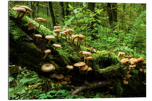 Galleritryck Hallimasche, Białowieża jungle