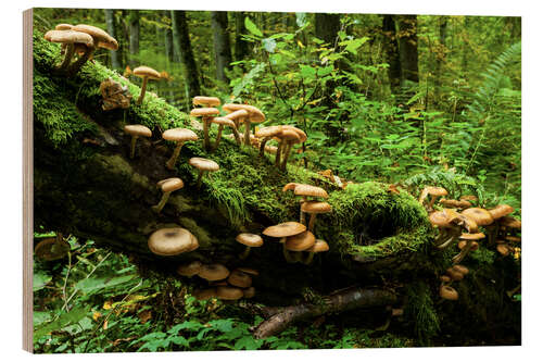 Holzbild Hallimasche, Białowieża-Urwald