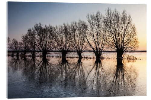 Akrylglastavla Willows in Biebrza