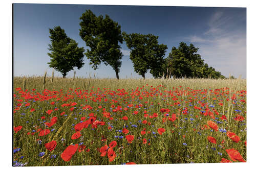 Aluminium print Field of poppies