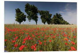 Foam board print Field of poppies