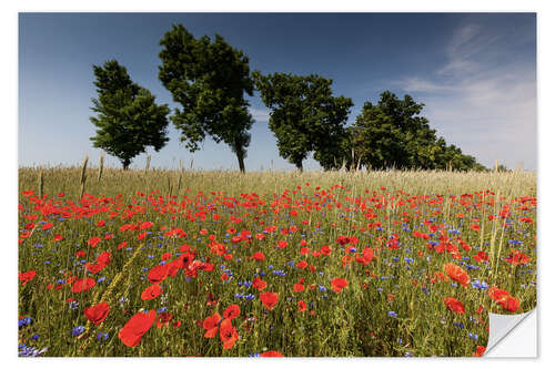 Wall sticker Field of poppies