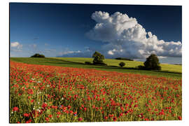 Aluminium print Field of poppies