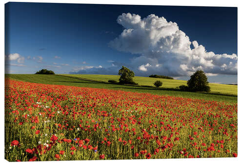 Lærredsbillede Field of poppies