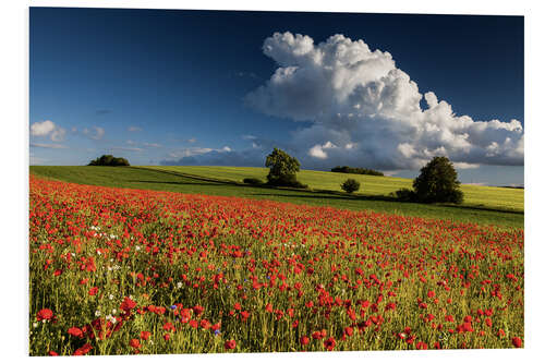 Foam board print Field of poppies