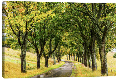 Leinwandbild Allee der Bäume - Masuren