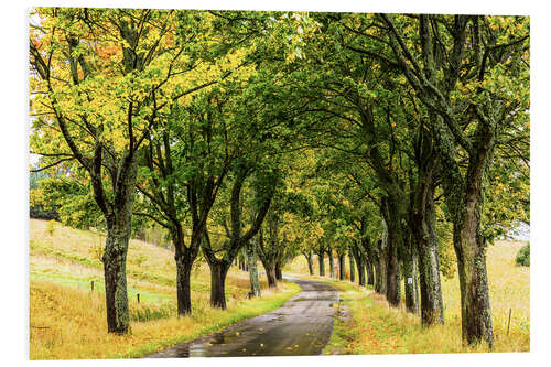 Foam board print Avenue of trees - Masuria