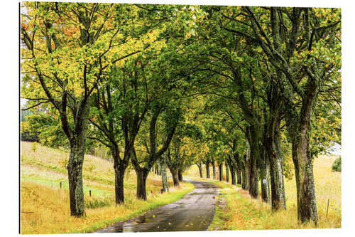 Galleritryk Avenue of trees - Masuria