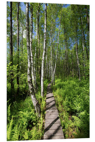 Foam board print Polesia National Park