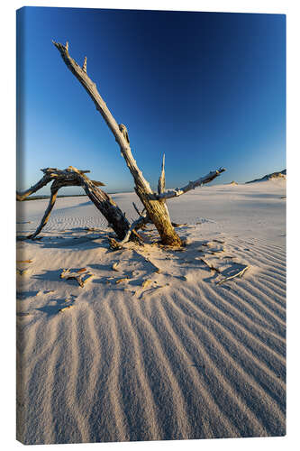 Canvas print Driftwood in the Slovak National Park