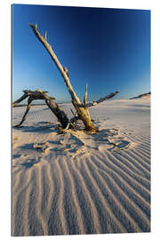 Gallery print Driftwood in the Slovak National Park