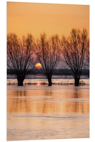 Foam board print Willows on the banks of the Biebrza