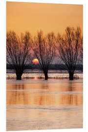 PVC-tavla Willows on the banks of the Biebrza