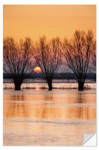 Sisustustarra Willows on the banks of the Biebrza