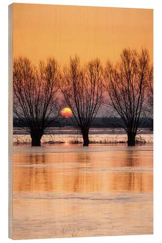 Print på træ Willows on the banks of the Biebrza