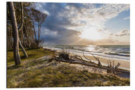 Aluminium print Darßer Weststrand, Baltic Sea coast