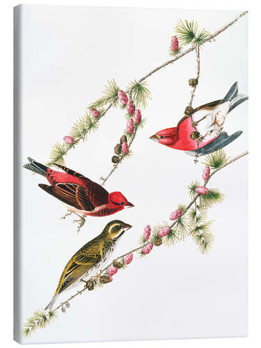 Canvas print Purple bullfinch