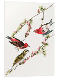 Foam board print Purple bullfinch