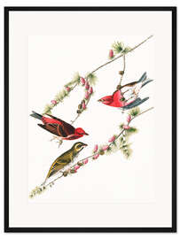 Gerahmter Kunstdruck Purpurgimpel