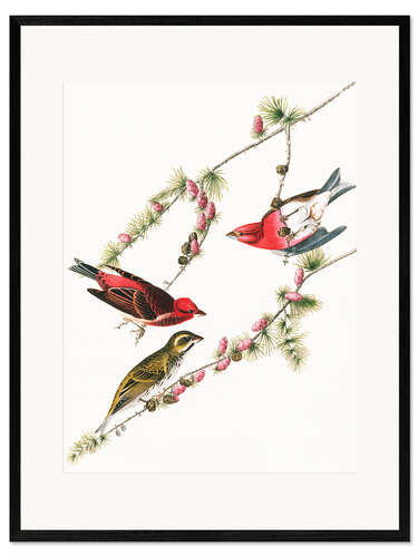 Plakat artystyczny premium w ramie Purple bullfinch