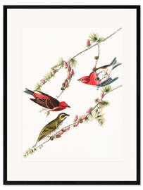 Kehystetty taidepainatus Purple bullfinch