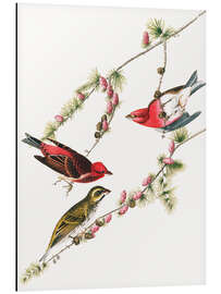 Magnettafel Purpurgimpel