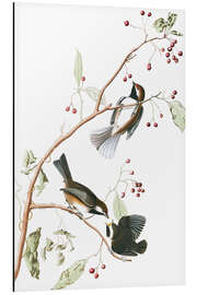 Magnettafel Hudsonmeise