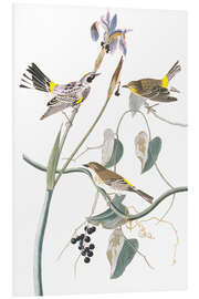 Foam board print Crown Warbler