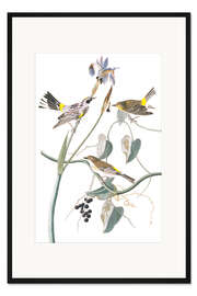 Gerahmter Kunstdruck Kronenwaldsänger