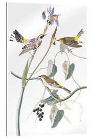 Gallery print Crown Warbler