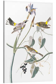 Magnettafel Kronenwaldsänger