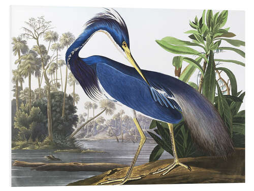 Foam board print Louisiana Heron