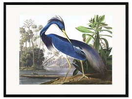 Plakat artystyczny premium w ramie Louisiana Heron