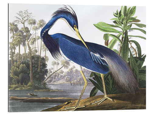 Quadro em plexi-alumínio Louisiana Heron