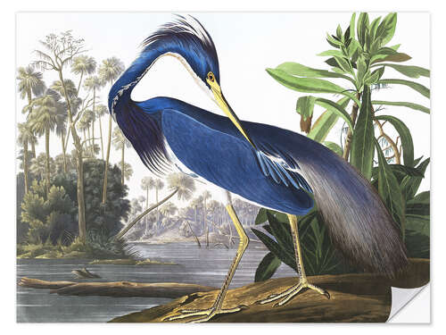 Selvklebende plakat Louisiana Heron