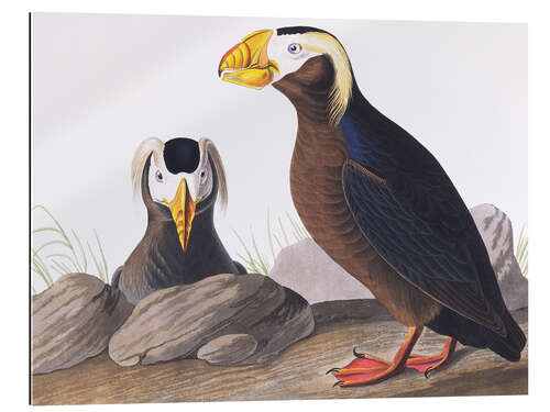 Gallery print Tufted puffin