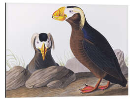 Magnettafel Gelbschopflund