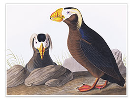 Poster Tufted puffin