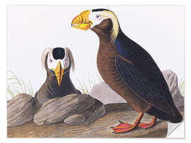 Selvklebende plakat Tufted puffin